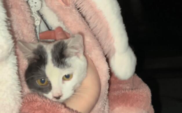 流浪猫躲其他人，却主动靠近小姐姐