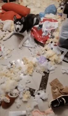 狗狗见到猫咪然后就用“黑帮式打招呼”，网友笑喷：这是有交易？