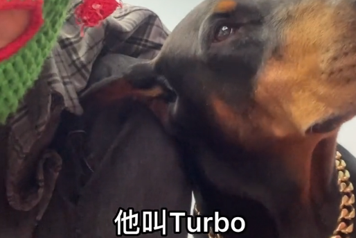徐囧囧的杜宾犬吃的什么