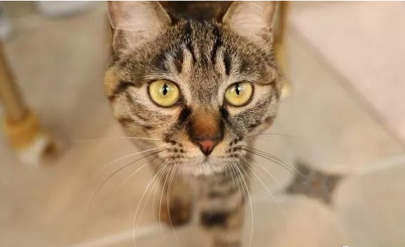 救了一只猫,从此多了个保镖