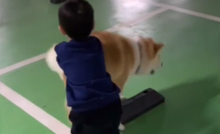 老李养五十只秋田犬狗会什么