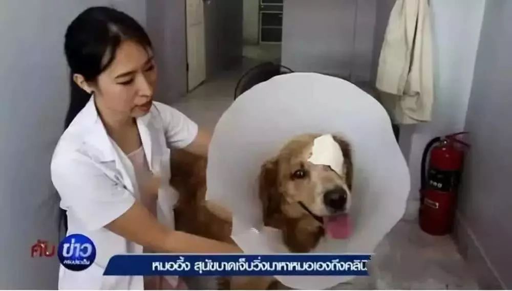 聪明的金毛,从狗贩子处逃出来,拖着伤体自己跑进宠物医院求救 聪明的金毛,从狗贩子处逃出来,拖着伤体自己跑进宠物医院求救