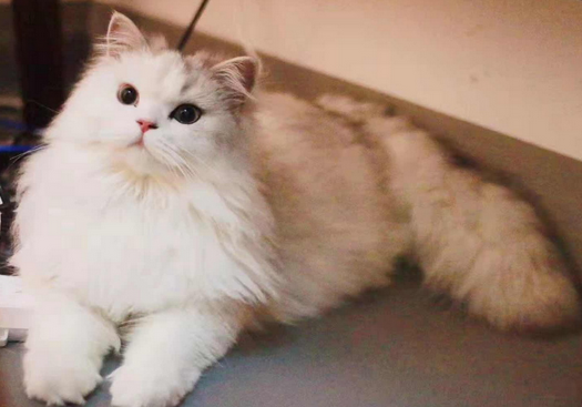 感染者说丨入院后七只猫成为了最大的牵挂 感染者说丨入院后七只猫成为了最大的牵挂