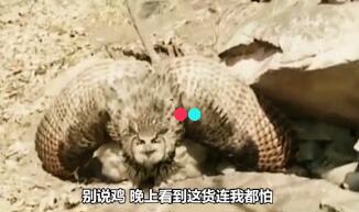 萌宠百科Show干嘛的? 不清楚的来这看看~ 萌宠百科Show干嘛的? 不清楚的来这看看~