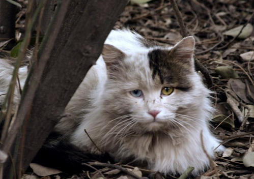 千万不能让宠物猫“流浪”，原因有这几个