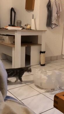狗狗见到猫咪然后就用“黑帮式打招呼”，网友笑喷：这是有交易？