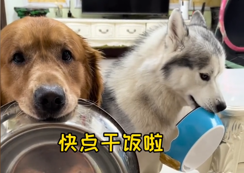 金毛甜妞和面包视频什么音乐