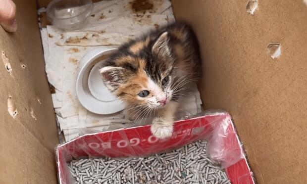 漂亮小奶猫被领养后被深深宠爱着 漂亮小奶猫被领养后被深深宠爱着