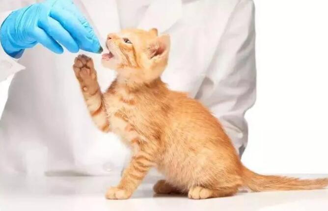 抖音博主出售未检疫猫咪，突发死亡，责任谁担？