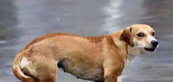狗狗害怕的8个表现，你还不了解？