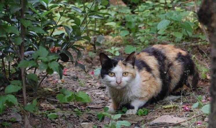 猫咪“临终前”,会完成这几个任务,看完被它感动了