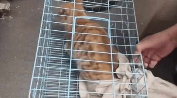 被困空置房屋阳台的橘猫太可怜了