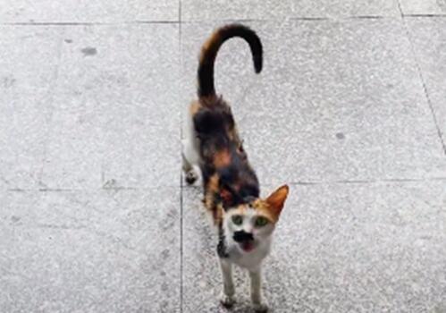 小猫躺在便利店门口,看着路人:能给我一口吃的吗? 小猫躺在便利店门口,看着路人:能给我一口吃的吗?
