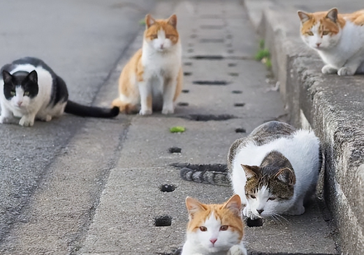 千万不能让宠物猫“流浪”，原因有这几个