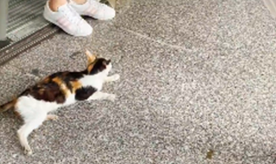 小猫躺在便利店门口,左右张望看着路人:可以给我一口吃的吗? 小猫躺在便利店门口,左右张望看着路人:可以给我一口吃的吗?