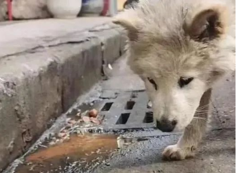 狗狗因“呕吐”被赶出家门，忠诚没换来照顾，它的眼里只剩绝望......