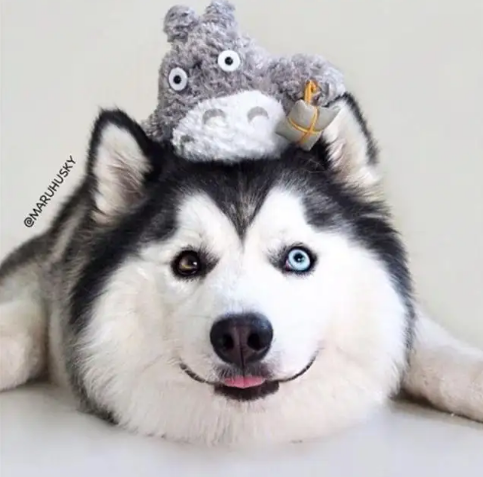 大g哈士奇主人是谁