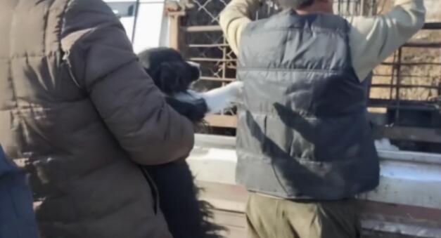 狗肉车上1只边牧很绝望,小哥花600块买了下来:你跟我回家 狗肉车上1只边牧很绝望,小哥花600块买了下来:你跟我回家