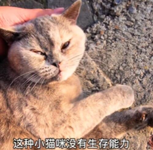 把流浪猫带回家,以为猫咪生病了,检查后觉得很心疼 把流浪猫带回家,以为猫咪生病了,检查后觉得很心疼