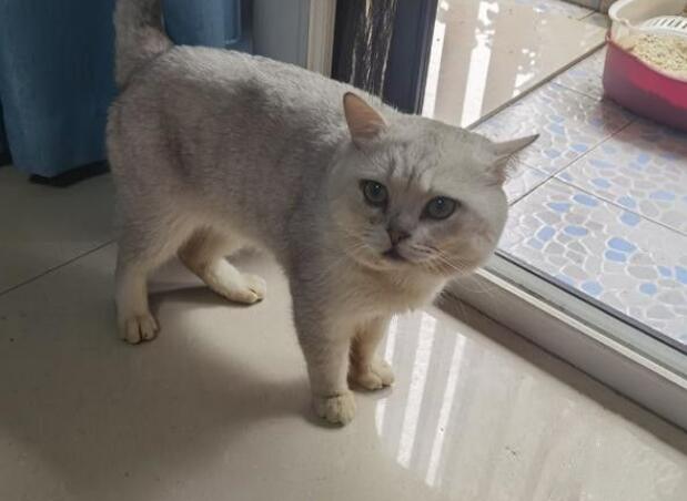 残疾猫被面馆老板救下,捉了13只老鼠报恩 残疾猫被面馆老板救下,捉了13只老鼠报恩