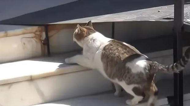 怀孕猫妈在诊所门口喊“救命”,医生都愣住了,猫:快,我要生了 怀孕猫妈在诊所门口喊“救命”,医生都愣住了,猫:快,我要生了
