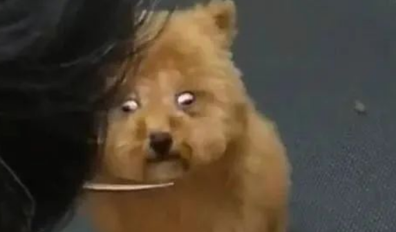 狗狗第一次美发,紧张的眼神害怕极了?狗子:别杀我,我妈有钱 狗狗第一次美发,紧张的眼神害怕极了?狗子:别杀我,我妈有钱