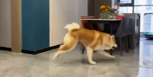 老李养五十只秋田犬是真的吗