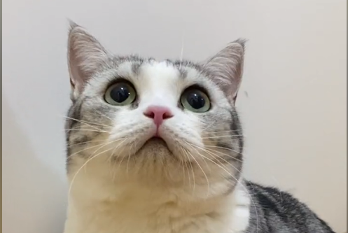 喵无敌李哈哈小猫咪是什么猫