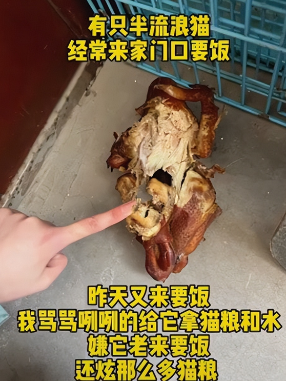 流浪猫隔三差五从“礼物”上门,小姐姐十分感动 流浪猫隔三差五从“礼物”上门,小姐姐十分感动