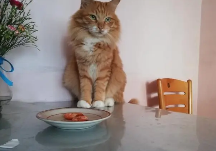 朋友寄养在家里的猫咪太猖狂
