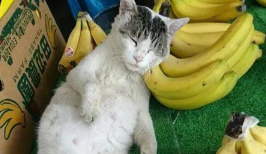 看水果摊的小猫，枕着香蕉睡着了，睡姿迷人，网友：猫咪太累了！