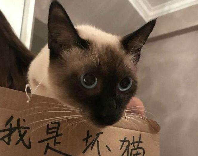猫咪最怕的5种惩罚方式，每一种对喵都像是“酷刑”