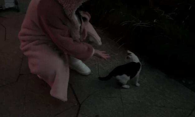 流浪猫躲其他人，却主动靠近小姐姐