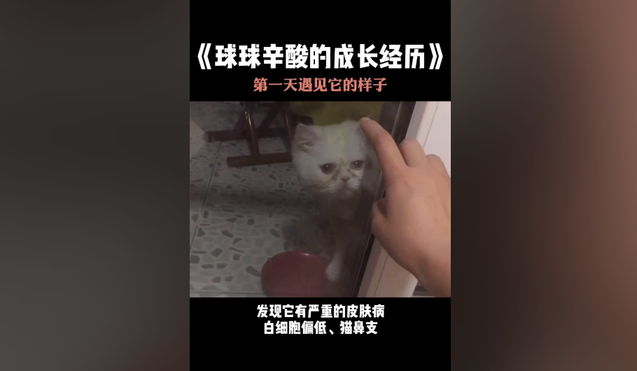球球是只猫的身世