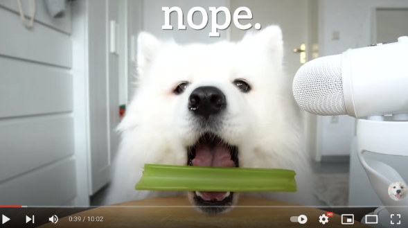 喝酒、美甲、过度摄入猫薄荷,“宠物网红”正在遭受伤害 喝酒、美甲、过度摄入猫薄荷,“宠物网红”正在遭受伤害