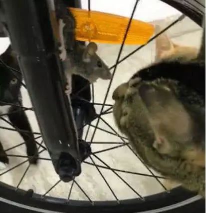 猫咪一脸淡定的看着被卡在自行车里的老鼠，老鼠一脸的慌张！