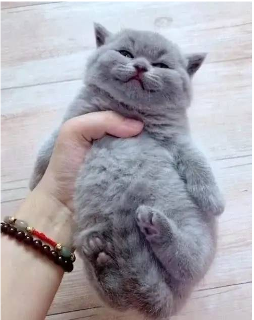 小奶猫困到不能自理，拎在手里直接秒睡，主人的内心彻底崩溃了