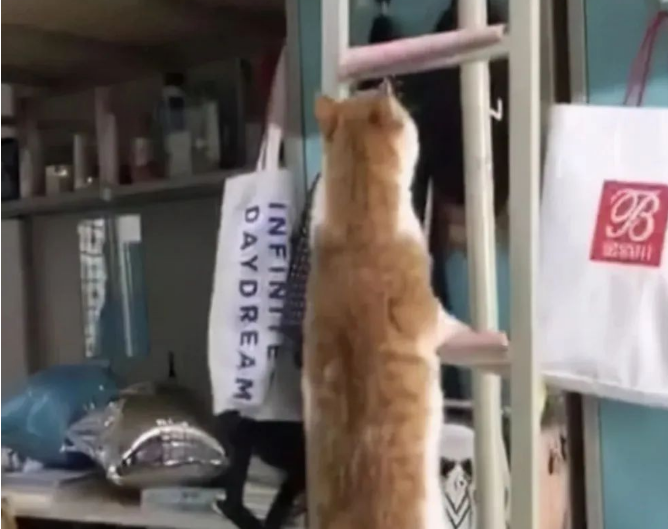 一女大学生偷偷养猫，结果被宿管阿姨发现后直接逗乐！