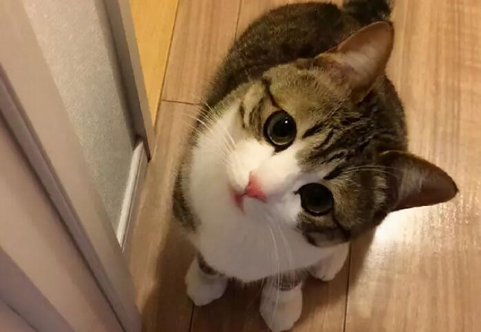 关于猫的25条冷知识,养猫多年的你都不一定全知道 关于猫的25条冷知识,养猫多年的你都不一定全知道