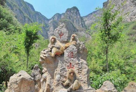 青岛公园猴山鼠患有碍观瞻，该如何维系人动物与自然的和谐关系