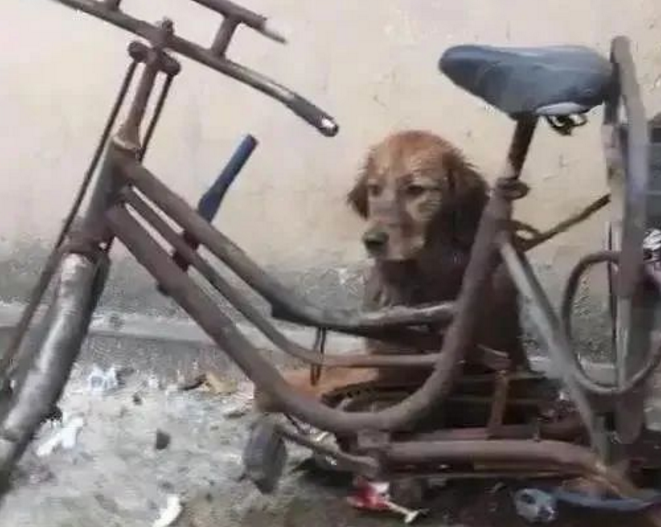 金毛送到农村,主人再见它那一刻,心被人揪了一下 金毛送到农村,主人再见它那一刻,心被人揪了一下