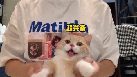 喝酒、美甲、过度摄入猫薄荷,“宠物网红”正在遭受伤害 喝酒、美甲、过度摄入猫薄荷,“宠物网红”正在遭受伤害
