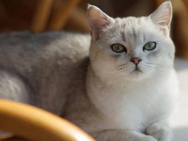 6种常见“宠物猫”的身价,你买贵了吗? 6种常见“宠物猫”的身价,你买贵了吗?
