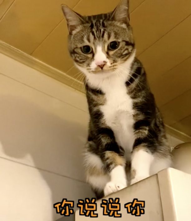 喝酒、美甲、过度摄入猫薄荷,“宠物网红”正在遭受伤害 喝酒、美甲、过度摄入猫薄荷,“宠物网红”正在遭受伤害