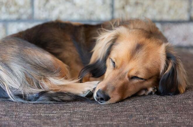 狗狗的“睡姿”，原来代表了它的性格