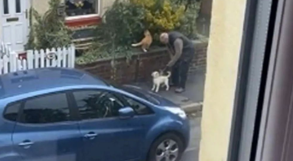 小狗狗要跟邻居家的大橘猫交朋友但没机会，主人在一旁给它神助攻
