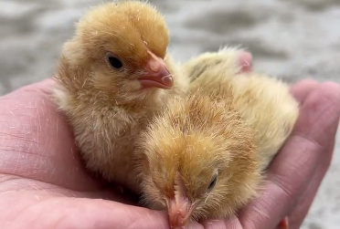 蒙面鸟哥最新视频