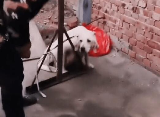 怀孕拉布拉多被卖狗肉馆，获救后，感恩狗狗格外小心地照顾着新生小狗