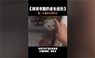 球球是只猫的身世