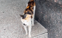 小猫躺在便利店门口,左右张望看着路人:可以给我一口吃的吗? 小猫躺在便利店门口,左右张望看着路人:可以给我一口吃的吗?